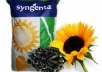 НК РОКИ, НК КОНДИ, НК БРИО, ОПЕРА ПР, САВИНКА гибриды СИНГЕНТА (Syngenta)