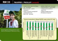 Семена подсолнечника П63ЛЛ01