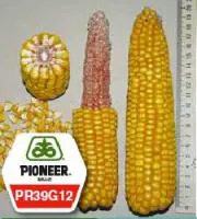 Семена кукурузы ПР39Г12