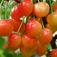 Саженцы черешни Брянская розовая