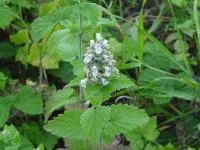 Котовник Nereta cataria
