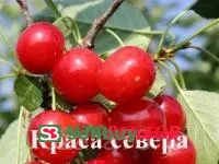 Черевишня Краса севера