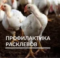 Профилактика расклевов как залог высокой продуктивности сельскохозяйственной птицы