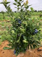 Кусты голубики из грунта