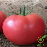 Семена томата TMG-074 F1